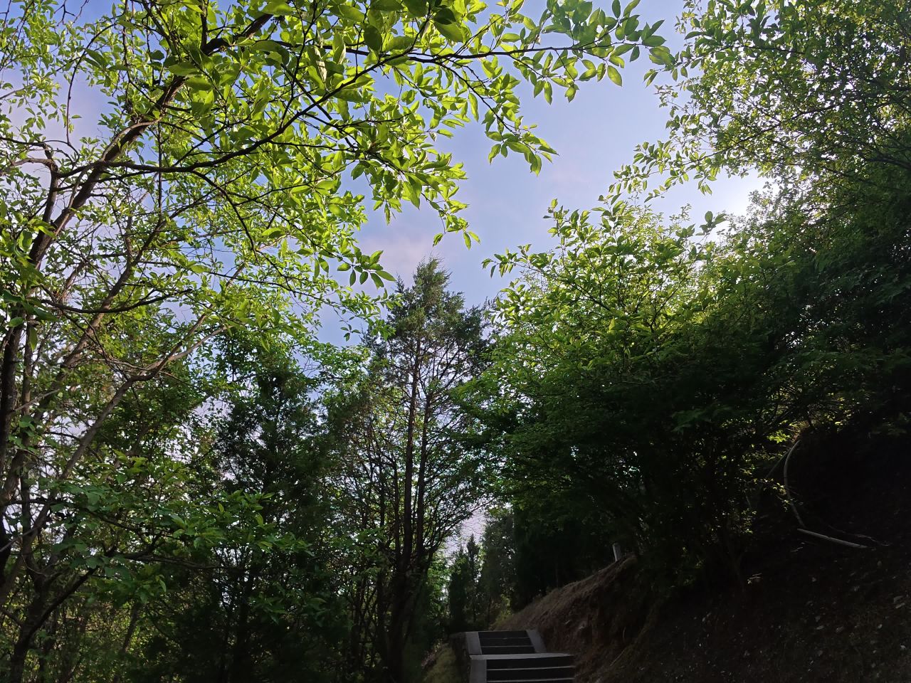 春日林间漫步