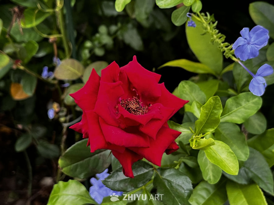 红玫瑰与蓝花的和谐