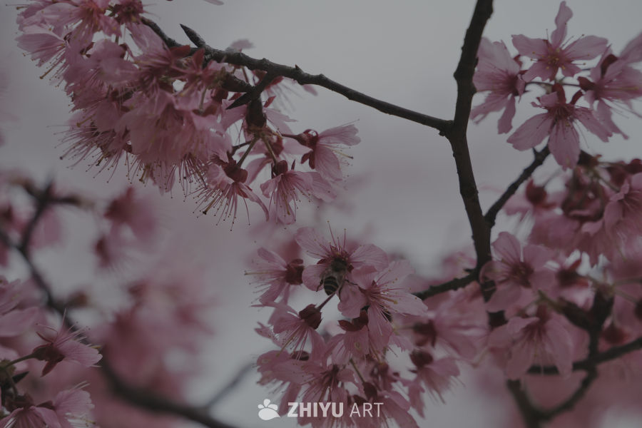 春日樱花与蜜蜂