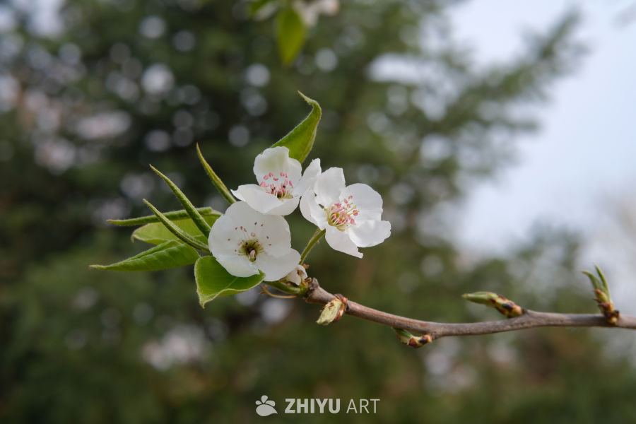 春天海棠花 20