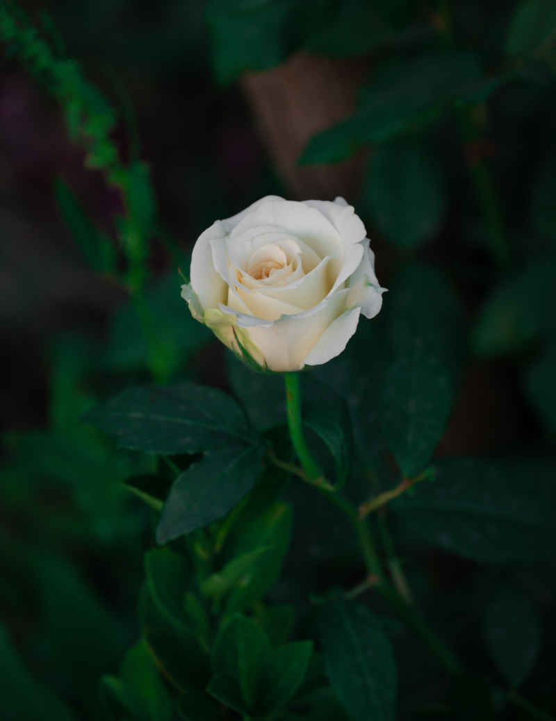 白色月季花