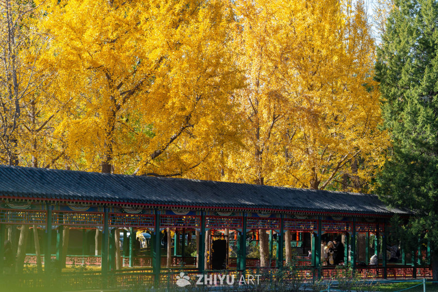 北京中山公园银杏