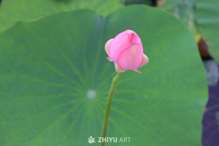 荷花 7