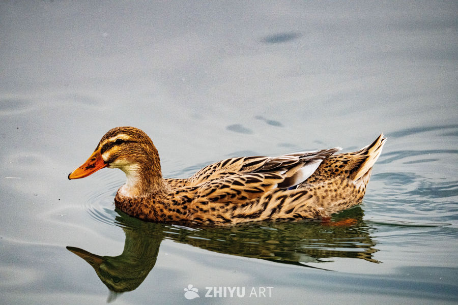 静水中的野鸭倒影
