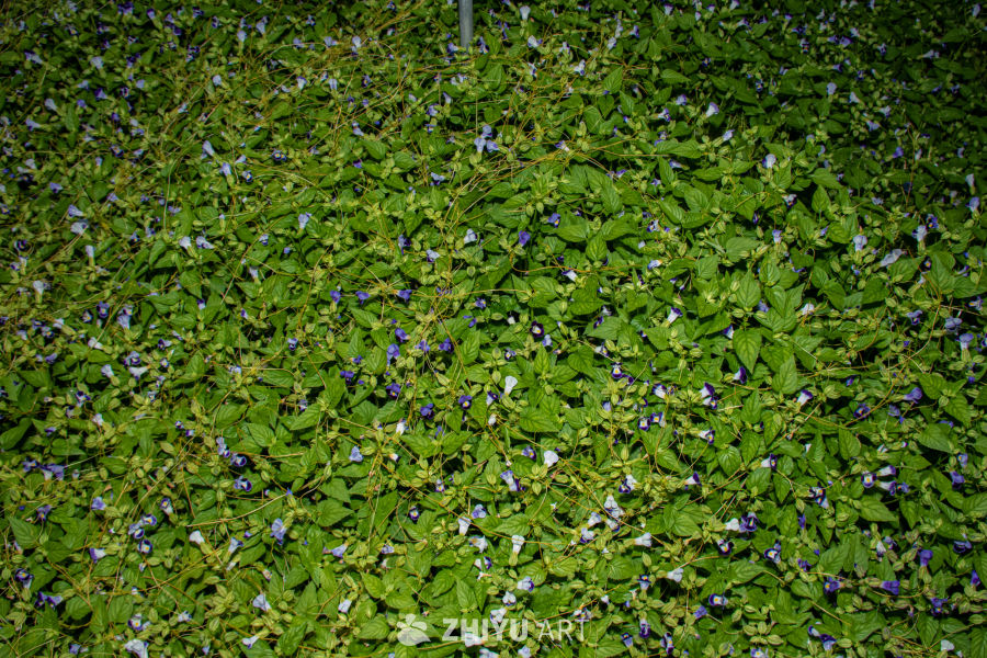 中药材与药材花 31