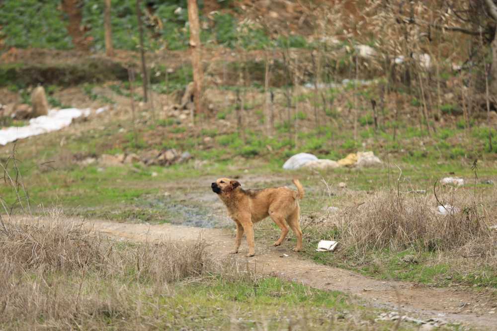 中华田园犬