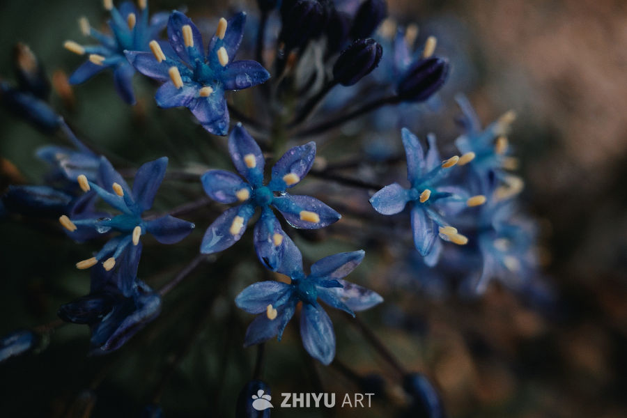 雨后蓝花静谧