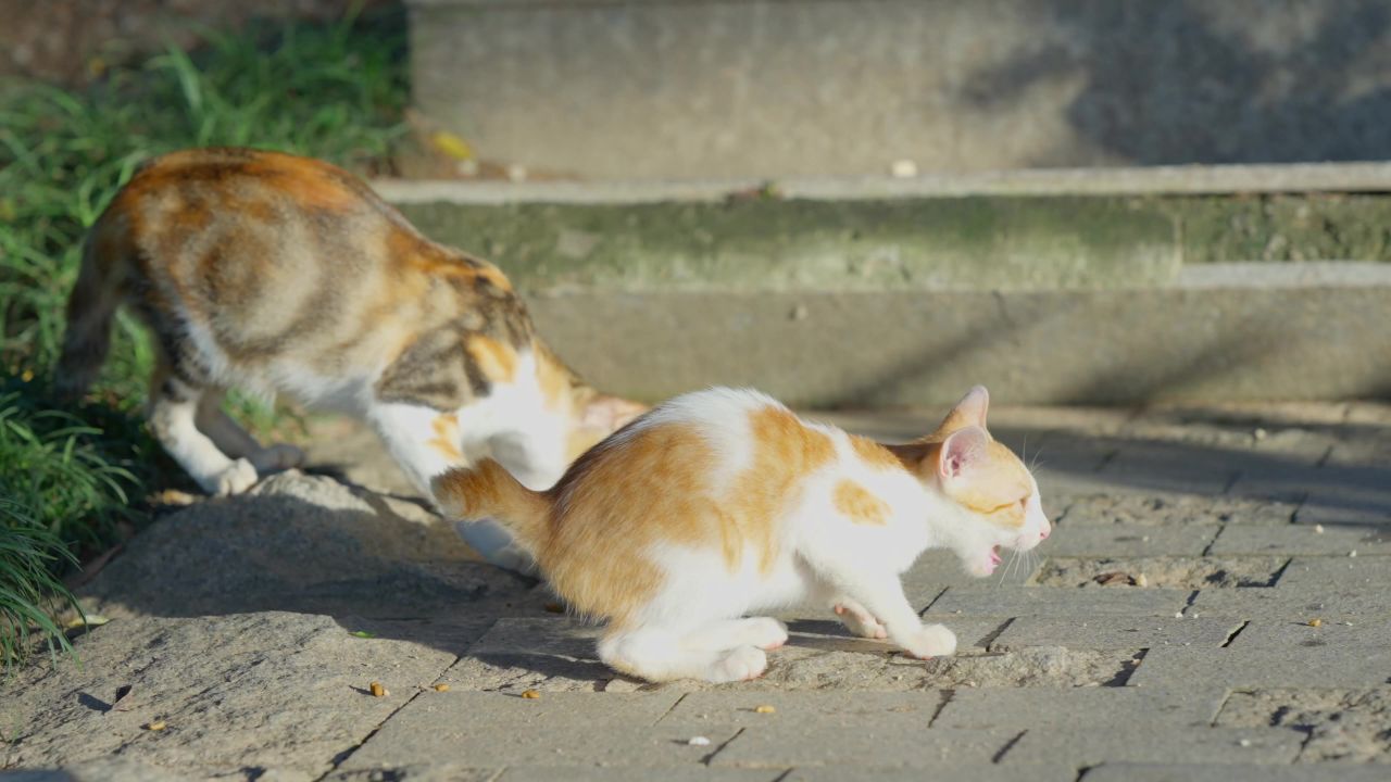 投喂流浪猫