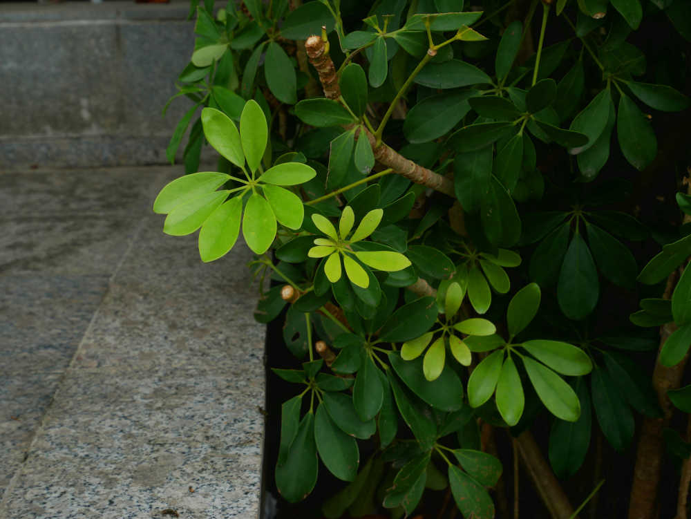 路边的鹅掌柴