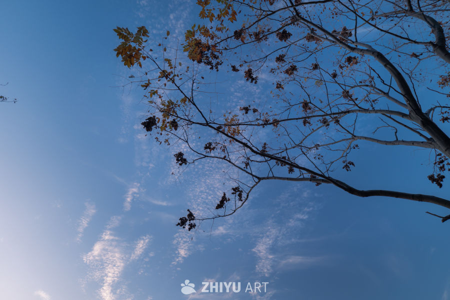 秋日蓝天下的枯枝