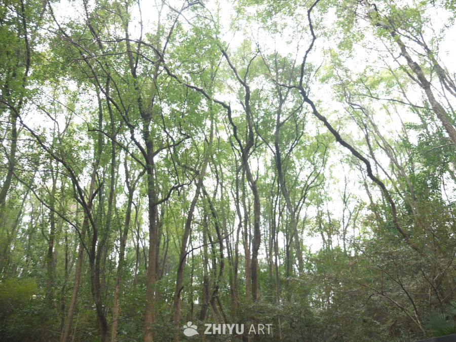 植物 34