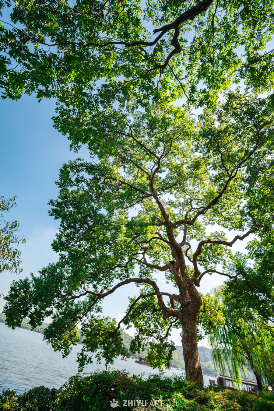 树是另外一种海