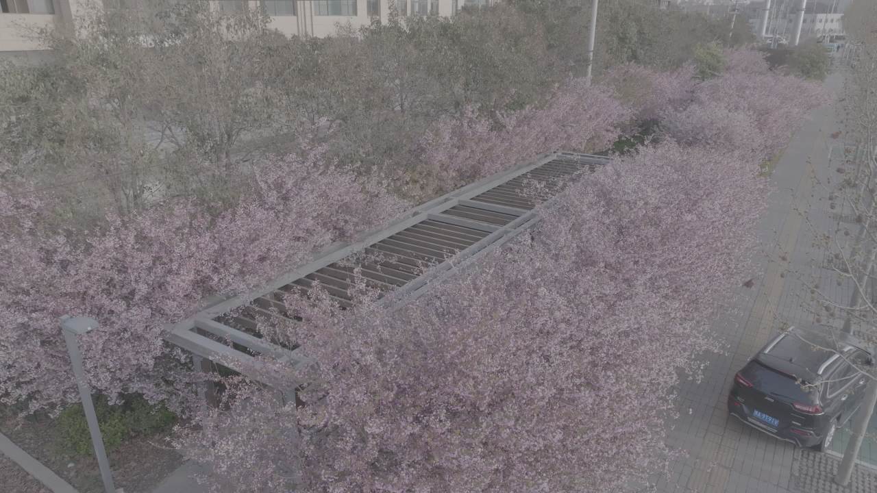 樱花盛开的街道