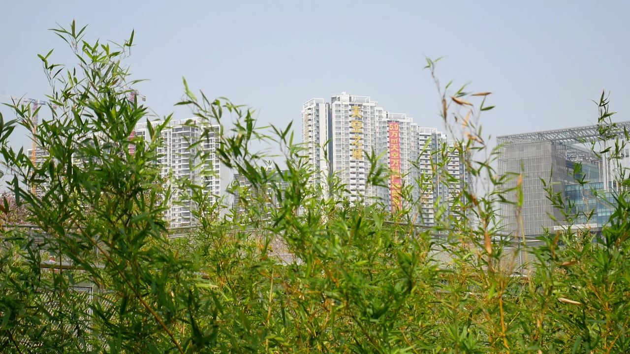 风来刚竹摇