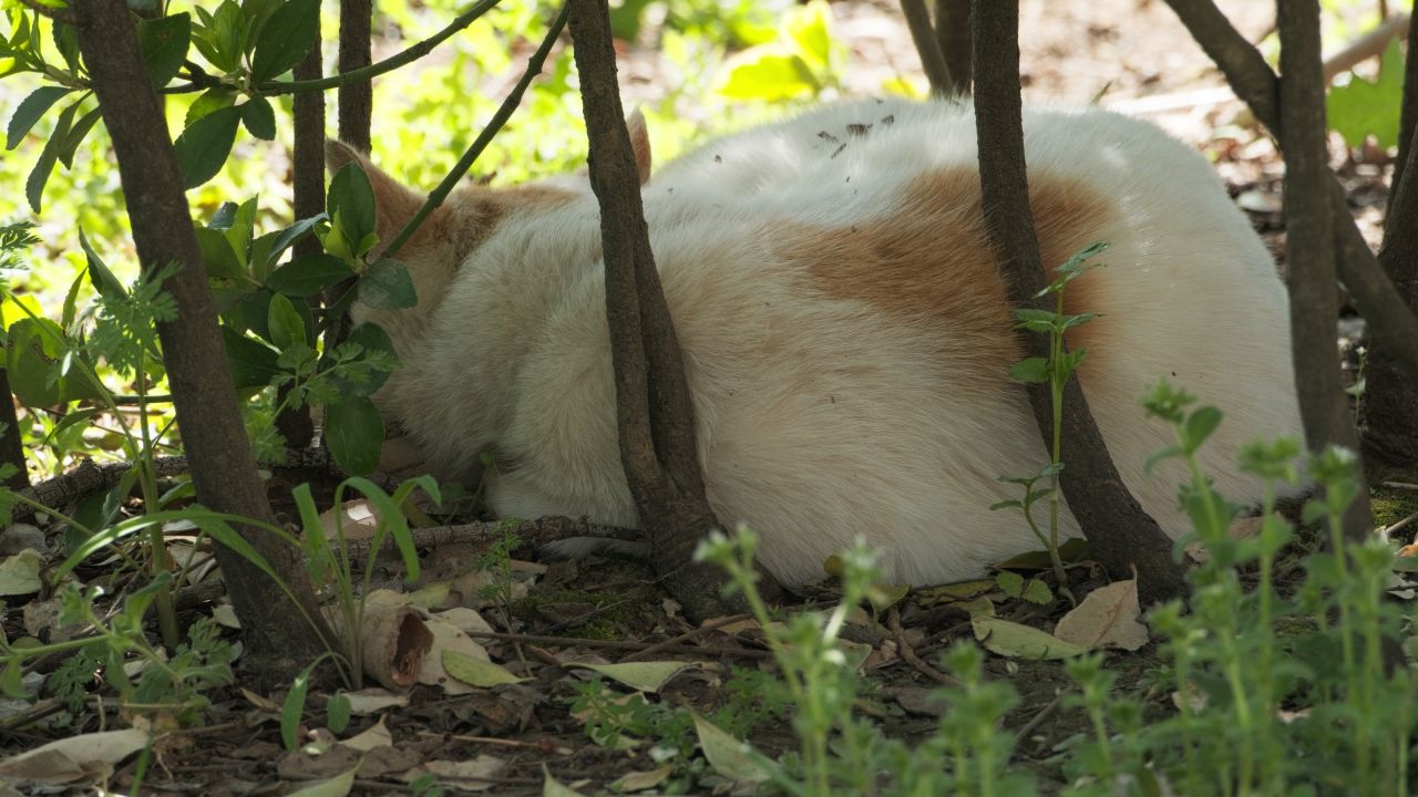 树丛中休息的猫4K实拍