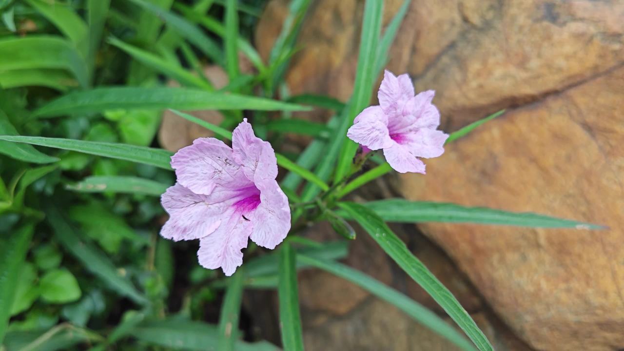 4K翠芦莉蓝花草花朵