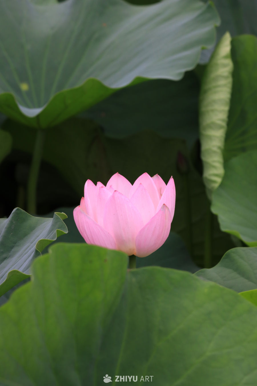 荷花 56