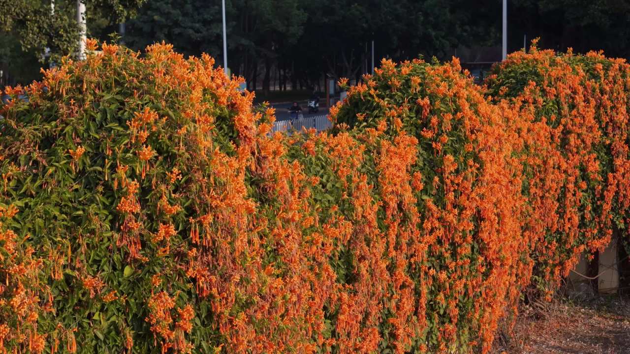 橙色花海的城市一角