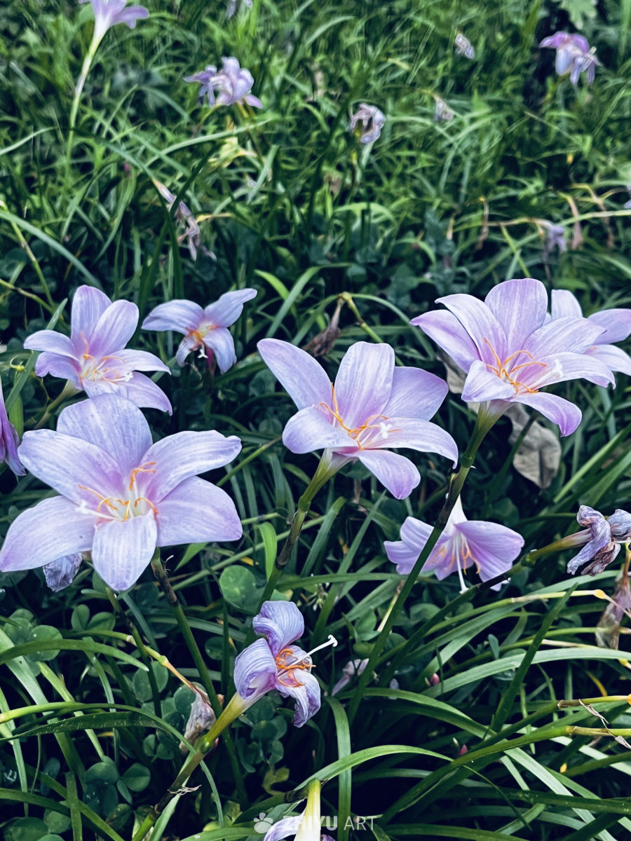 紫色雨花盛开的宁静时光