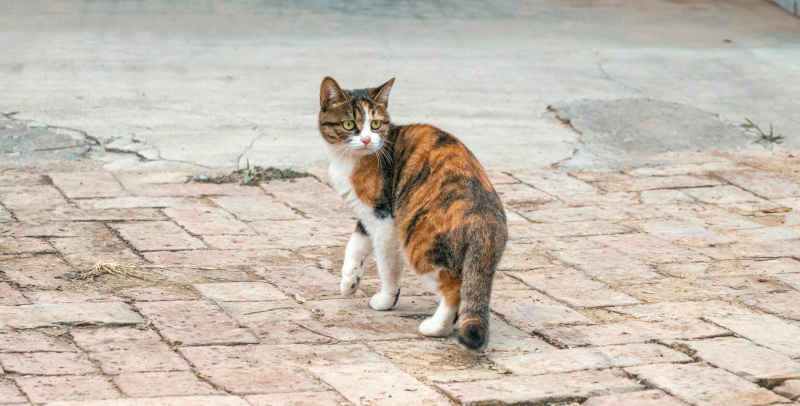 小猫猫