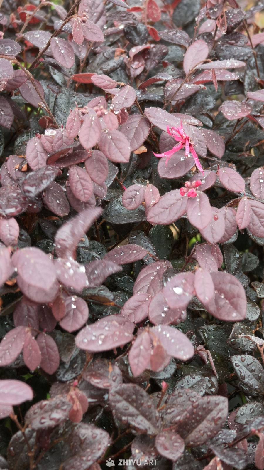 雨后紫叶植物