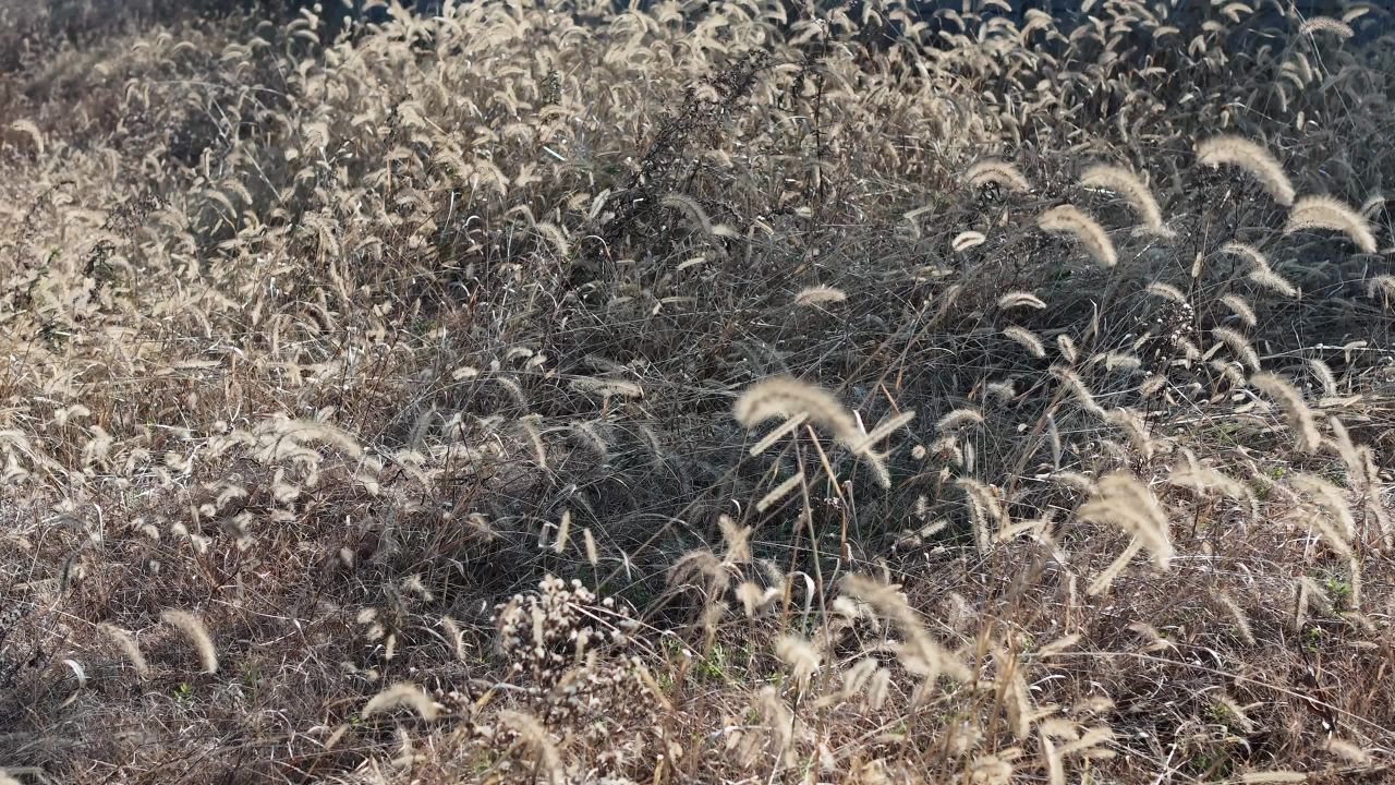 秋日风中摇曳的干草