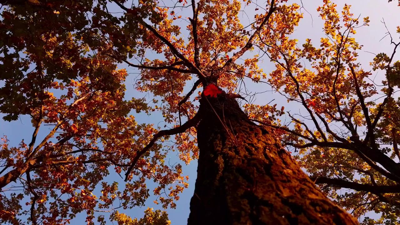 秋树木在秋季