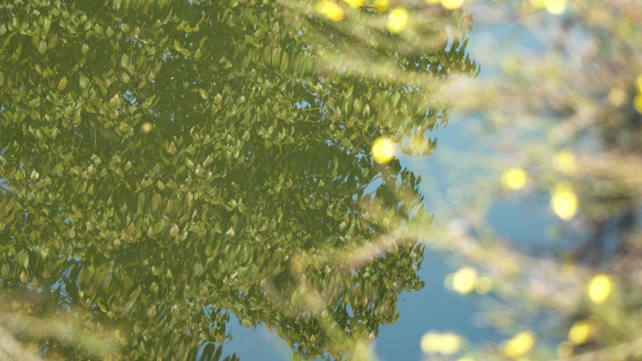 植物树木树叶草丛绿色 6