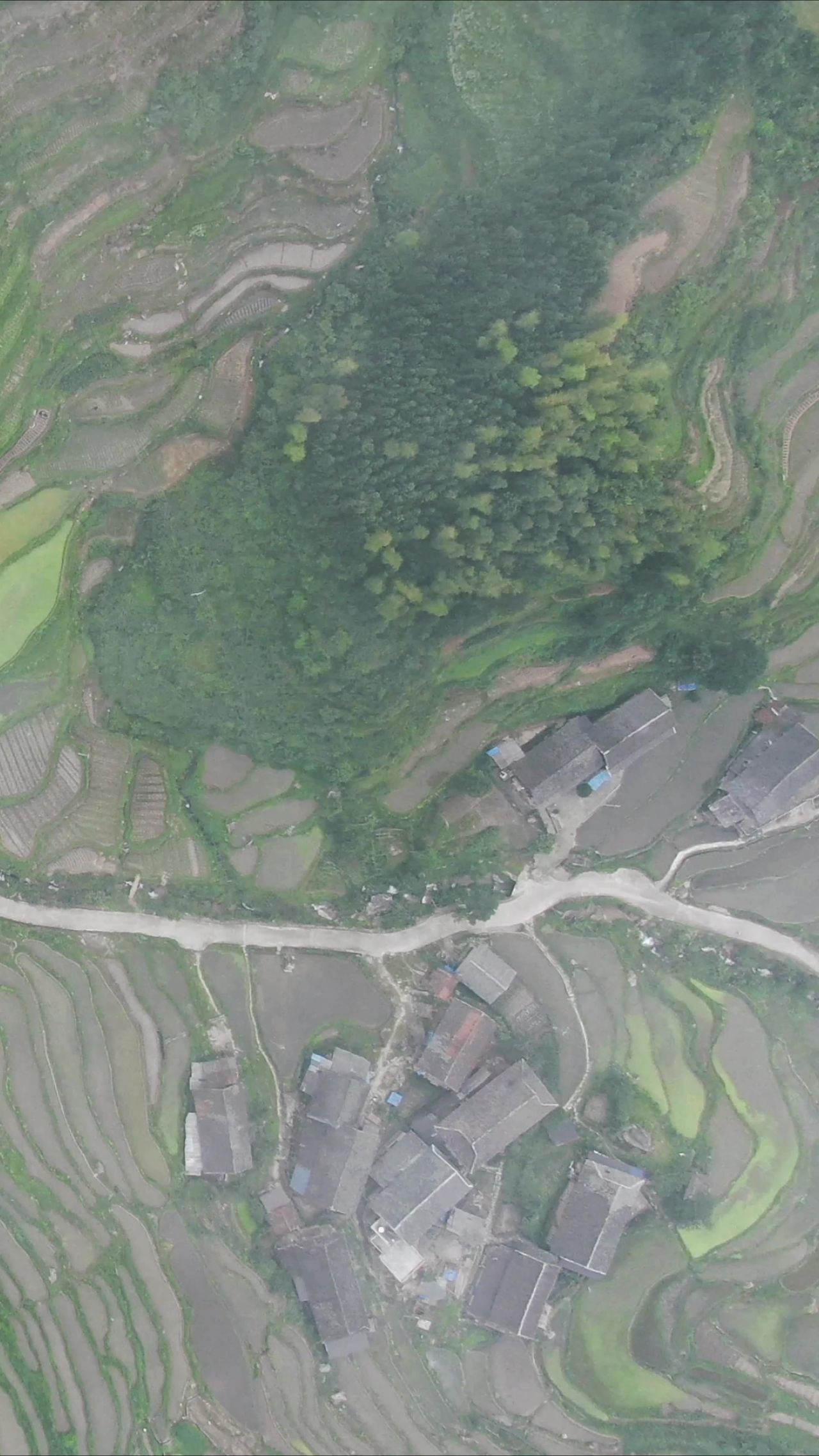 俯拍梯田农田种植竖屏