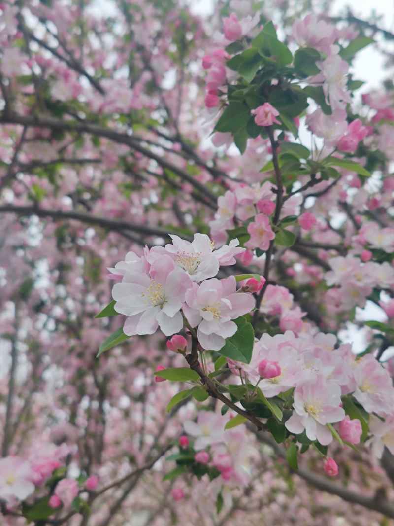 春天
