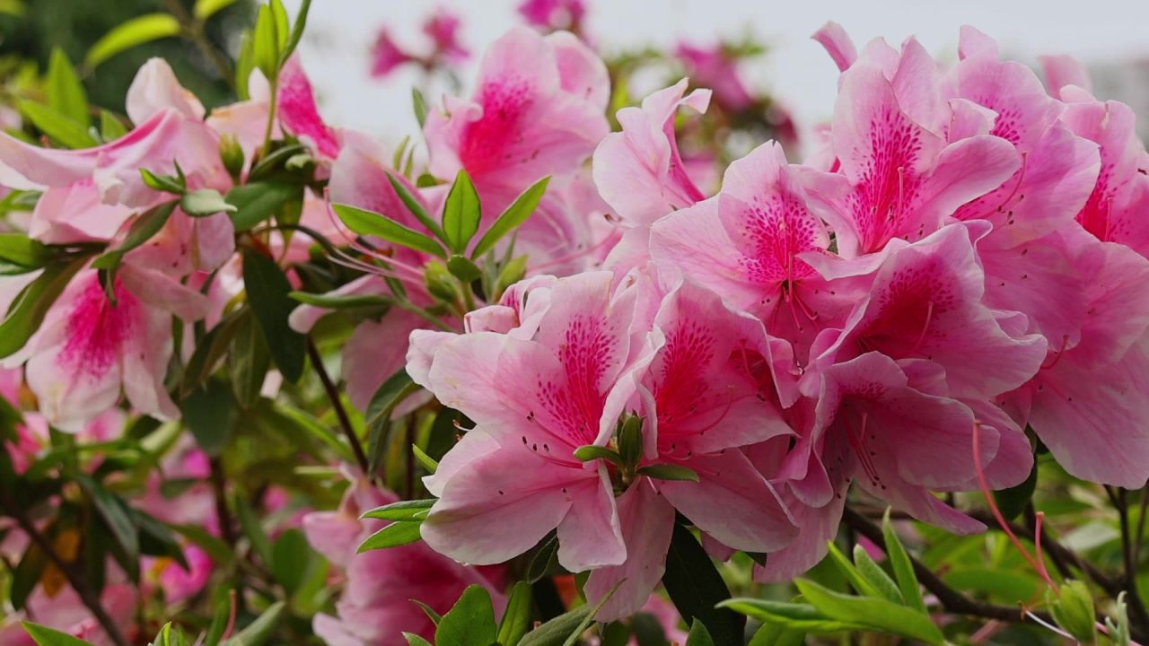 春暖花开杜鹃花盛开 12