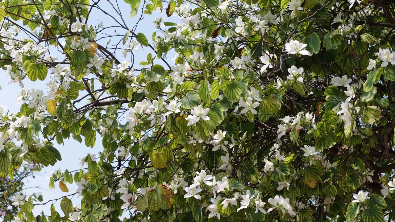 盛开的白花与绿叶