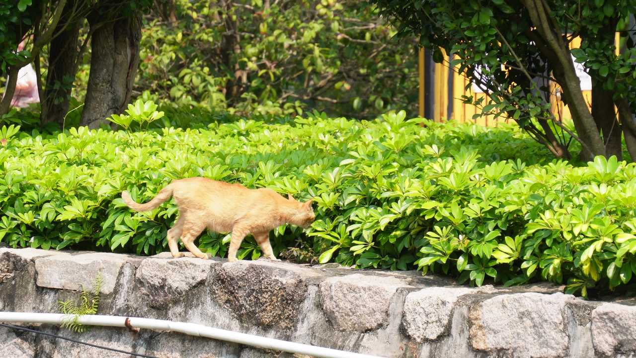 猫在石墙上漫步