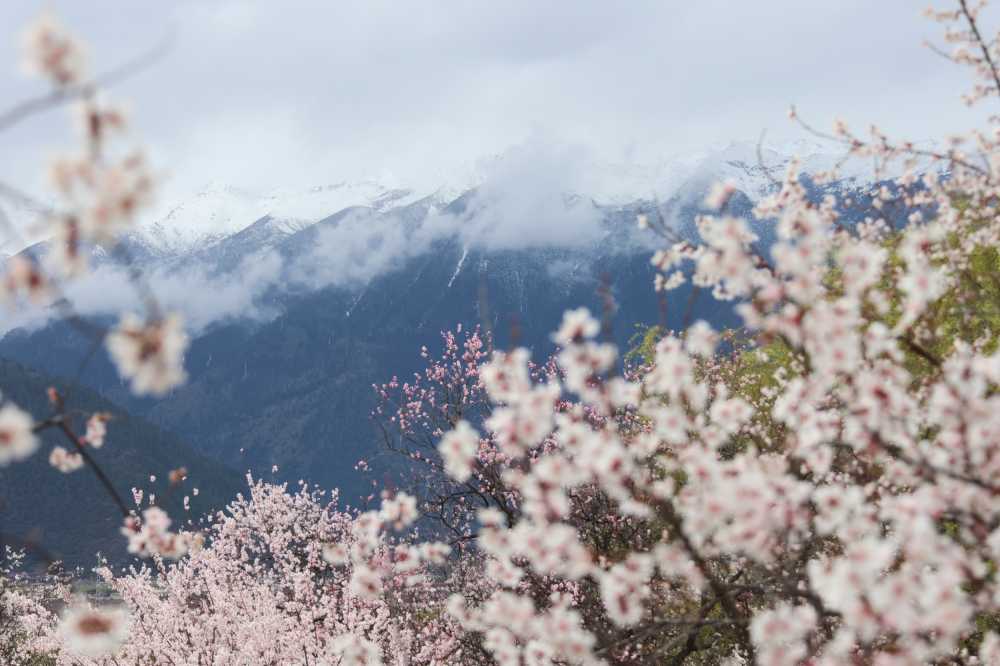 林芝桃花林