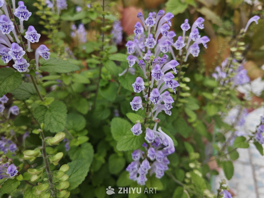 韩信草花开 3
