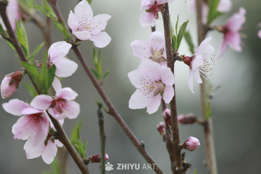 春日桃花盛开