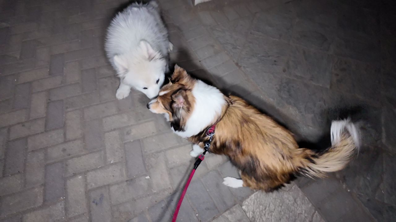 夜晚遛狗 7