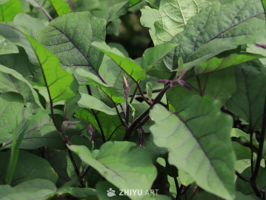 绿意盎然的茄子植株