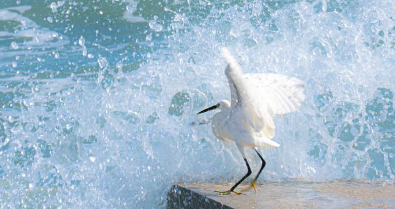 鸟和海水