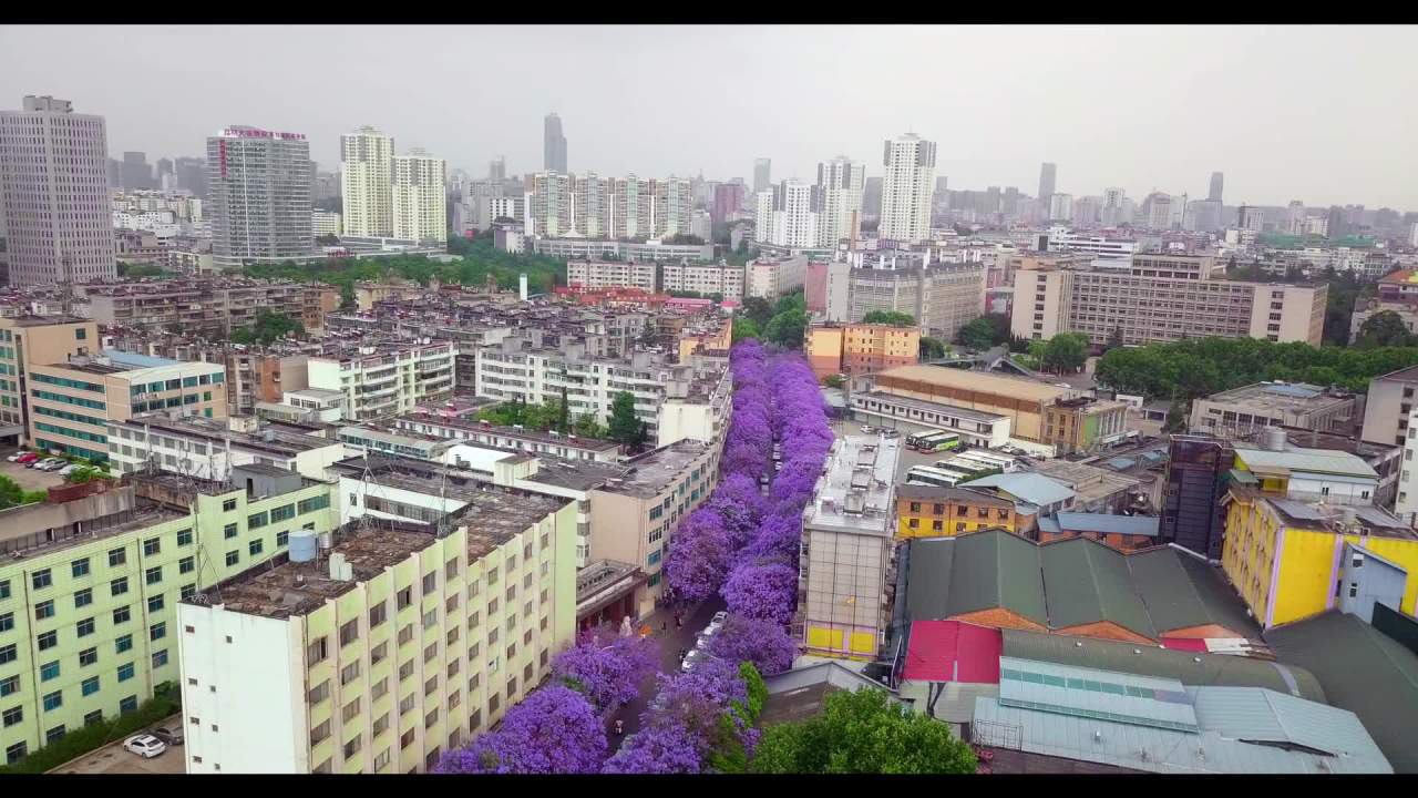 城市紫霞