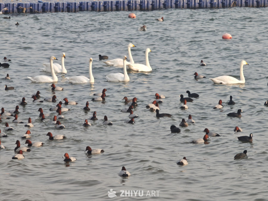 天鹅与野鸭共舞水面