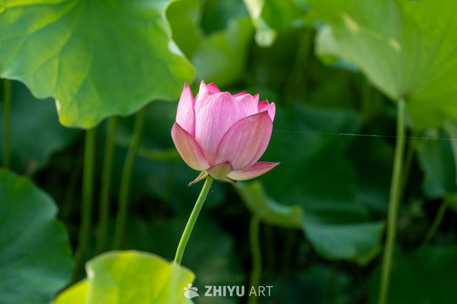 荷花 15