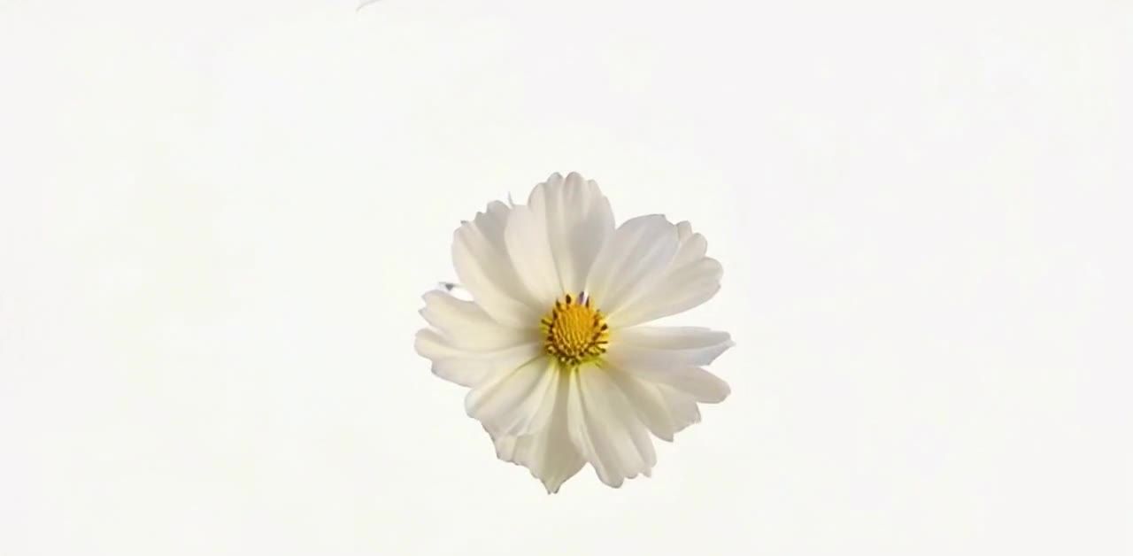 白色背景上的白色黄蕊花朵