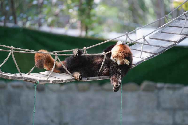 小熊猫