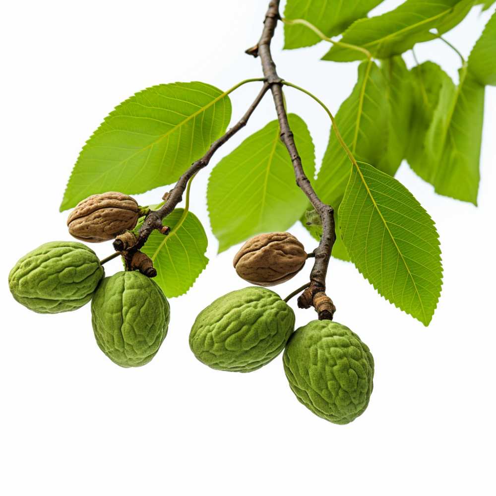 素菜水果坚果元素