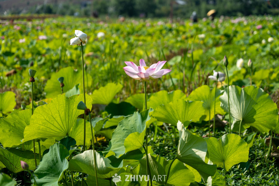 荷花 133
