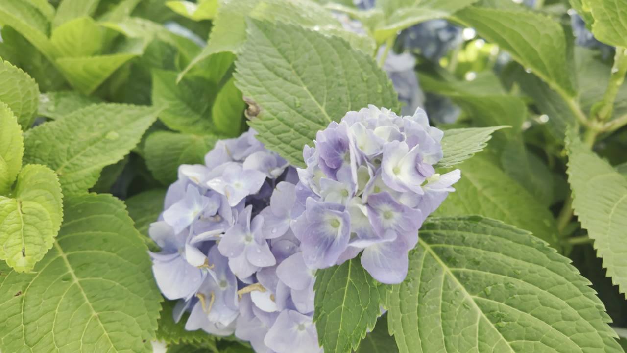 园林里的花花草草2 18