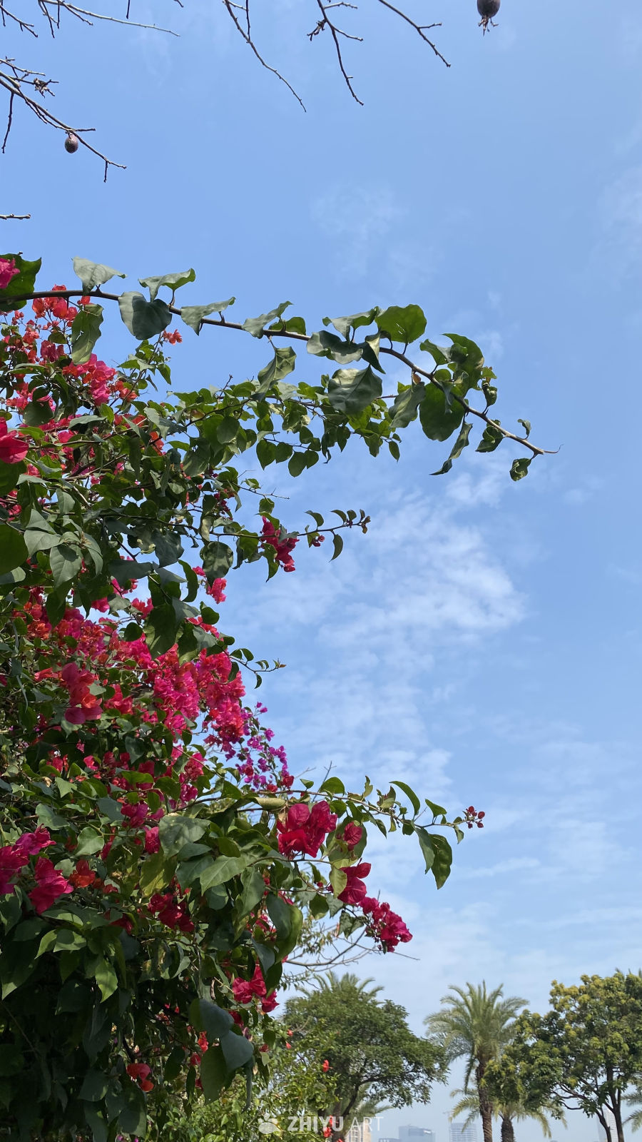 蓝天下的三角梅盛开