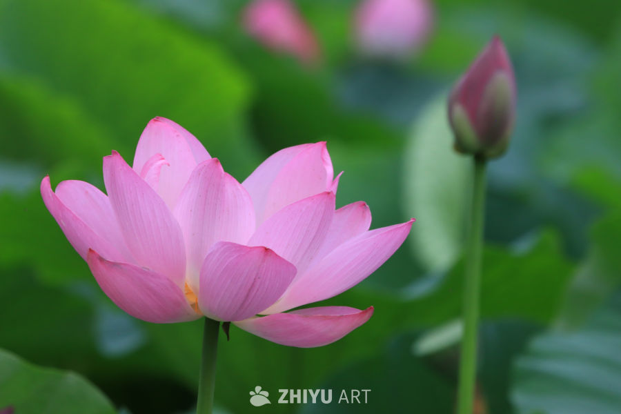 荷花 69