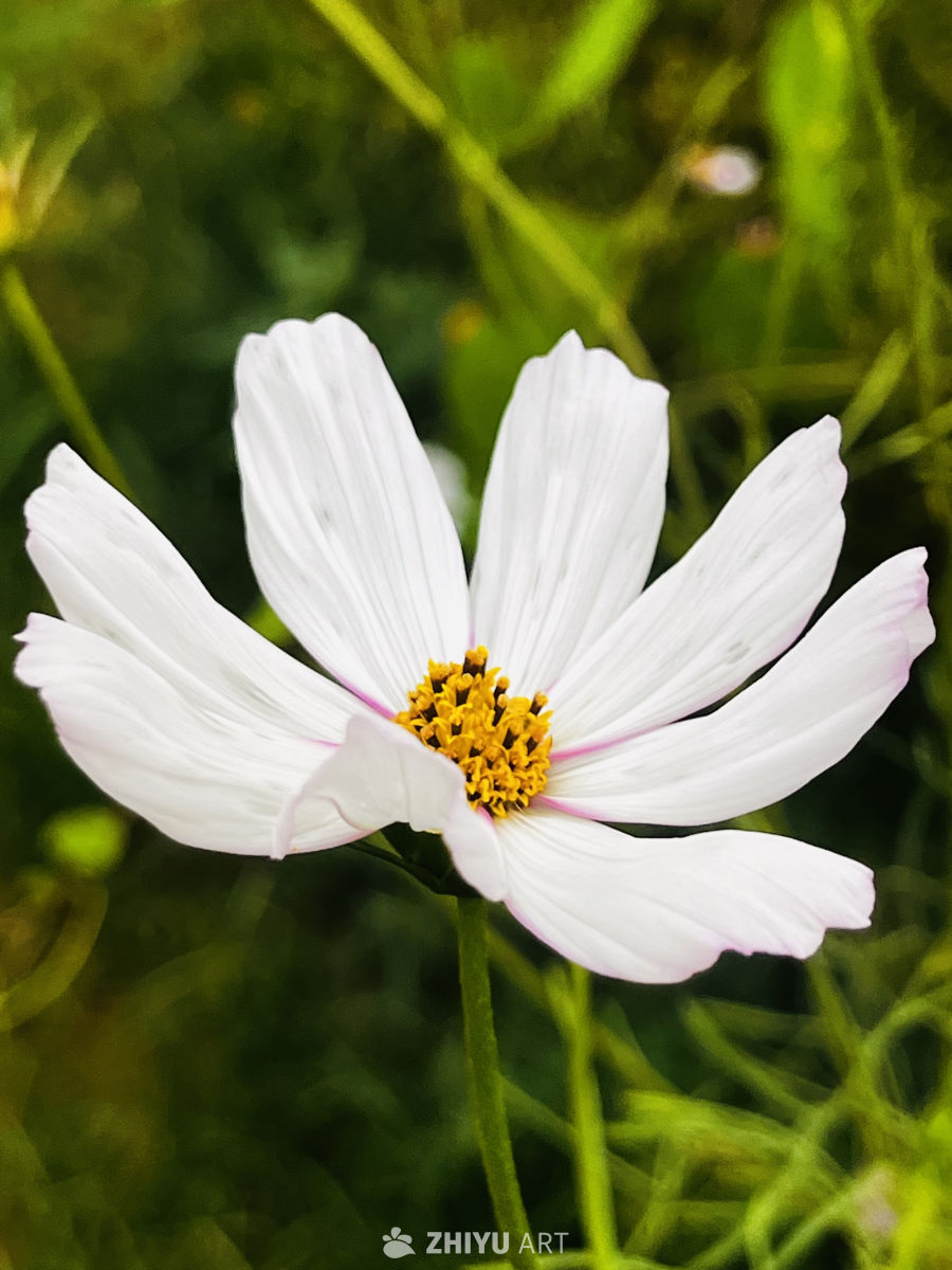 白花盛开的宁静时光